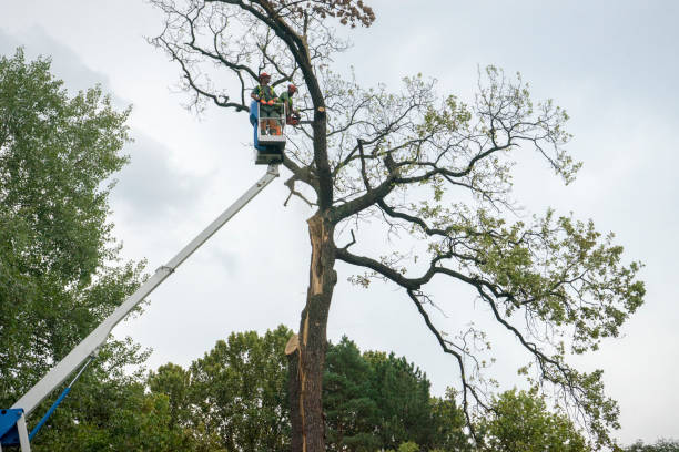 Trusted Lake Linden, MI  Tree Services Experts